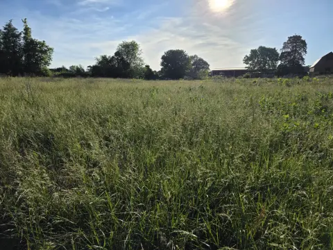 The Farm brush clearing - Before photo 2 of 14