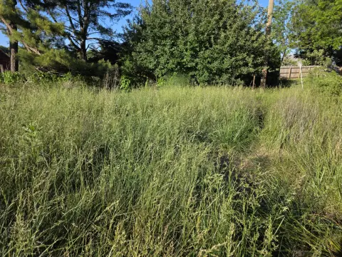 The Farm brush clearing - Before photo 4 of 14