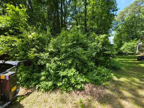 The Garden brush clearing - Before photo 3 of 6