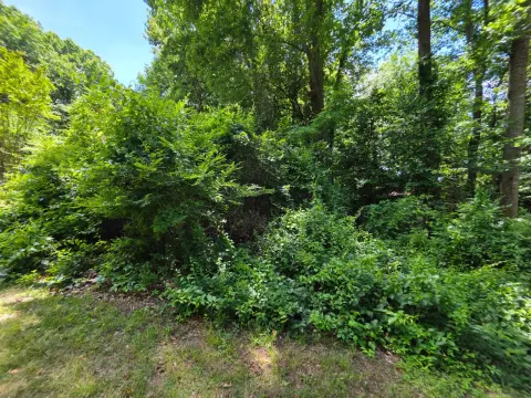 The Garden brush clearing - Before photo 4 of 6
