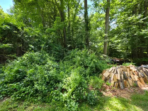The Garden brush clearing - Before photo 5 of 6