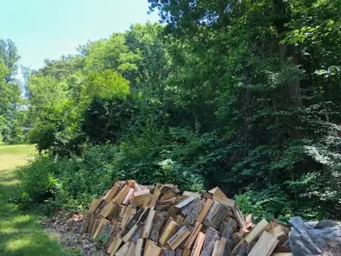 The Garden brush clearing - Before photo 6 of 6