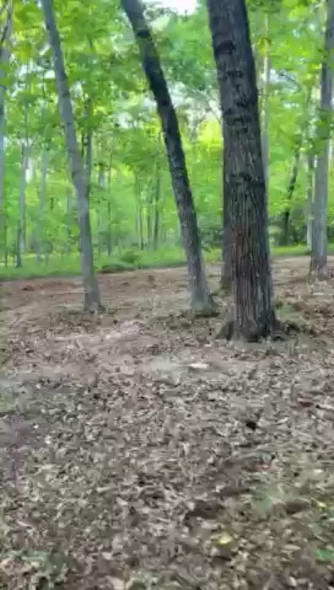 The General brush clearing - After video 2 of 8 preview