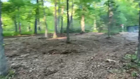 The General brush clearing - After video 4 of 8 preview