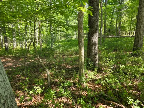 The General brush clearing - Before photo 2 of 6