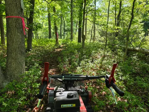 The General brush clearing - Before photo 3 of 6