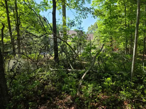 The General brush clearing - Before photo 5 of 6