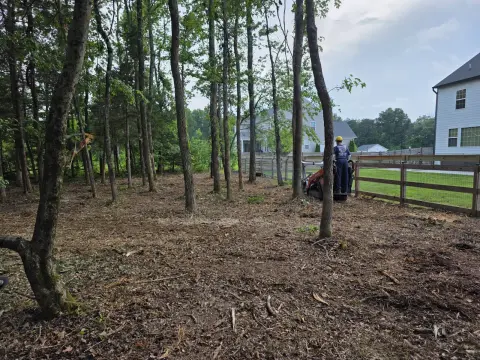 The Liberty brush clearing - After photo 2 of 10