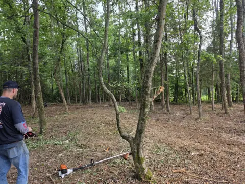 The Liberty brush clearing - After photo 3 of 10