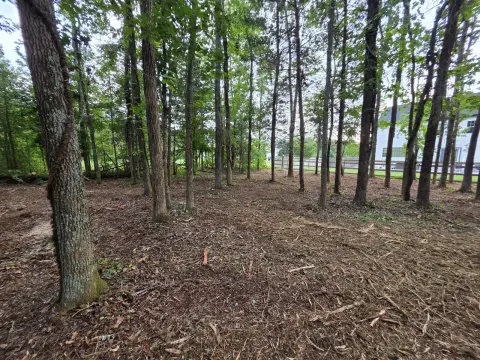 The Liberty brush clearing - After photo 6 of 10