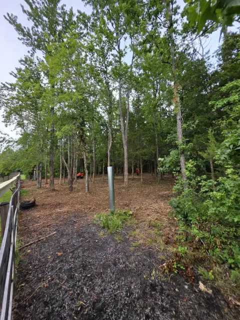 The Liberty brush clearing - After photo 7 of 10