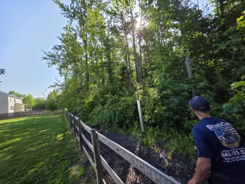 The Liberty brush clearing - Before photo 2 of 12