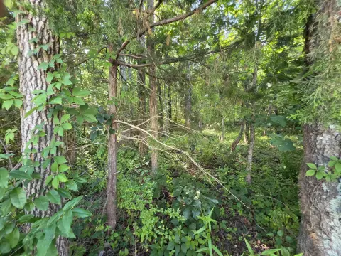 The Liberty brush clearing - Before photo 3 of 12