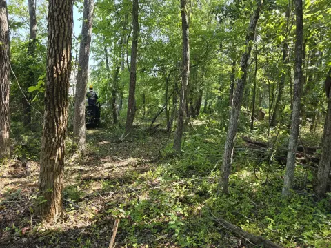 The Liberty brush clearing - Before photo 5 of 12