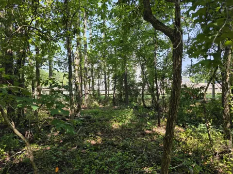 The Liberty brush clearing - Before photo 6 of 12
