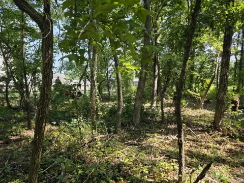The Liberty brush clearing - Before photo 7 of 12