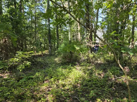 The Liberty brush clearing - Before photo 8 of 12