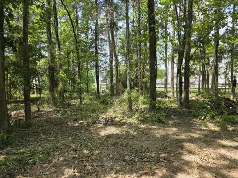 The Liberty brush clearing - Before photo 9 of 12