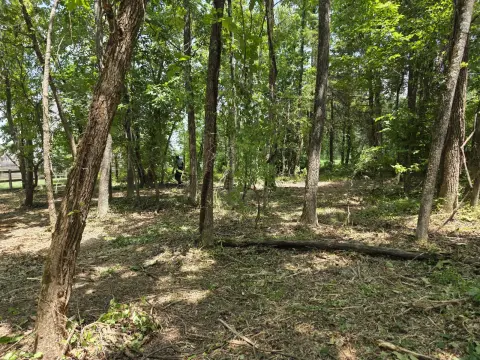 The Liberty brush clearing - Before photo 11 of 12