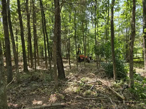 The Liberty brush clearing - Before photo 12 of 12