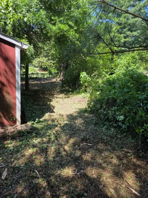The Shed brush clearing - After photo 12 of 19