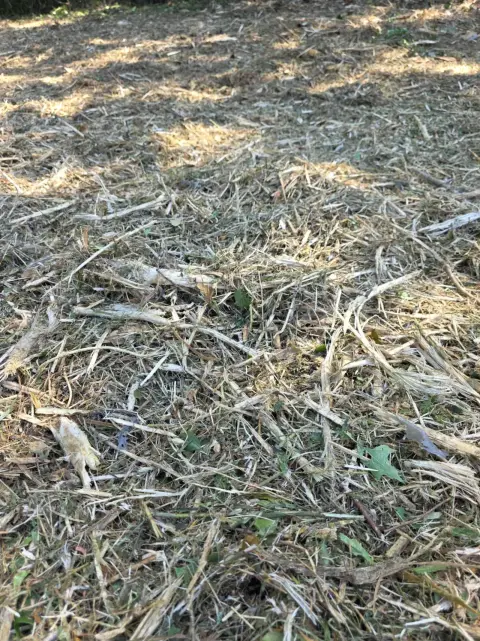 The Shed brush clearing - After photo 18 of 19