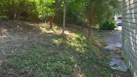 The Shed brush clearing - After video 1 of 19 preview