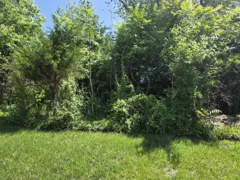 The Shed brush clearing - Before photo 4 of 14