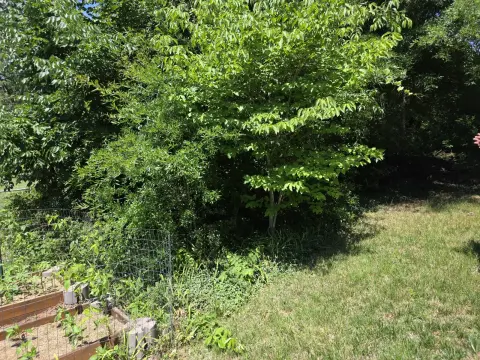 The Shed brush clearing - Before photo 9 of 14