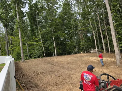 The Trees brush clearing - After photo 5 of 17