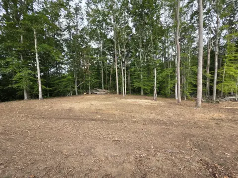 The Trees brush clearing - After photo 11 of 17