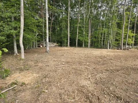 The Trees brush clearing - After photo 13 of 17