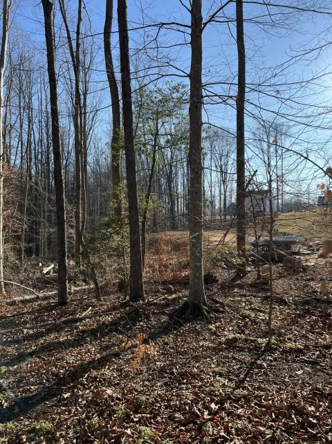 The Trees brush clearing - Before photo 1 of 17