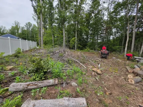 The Trees brush clearing - Before photo 2 of 17