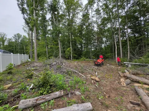The Trees brush clearing - Before photo 3 of 17