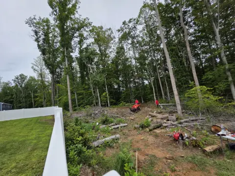 The Trees brush clearing - Before photo 4 of 17