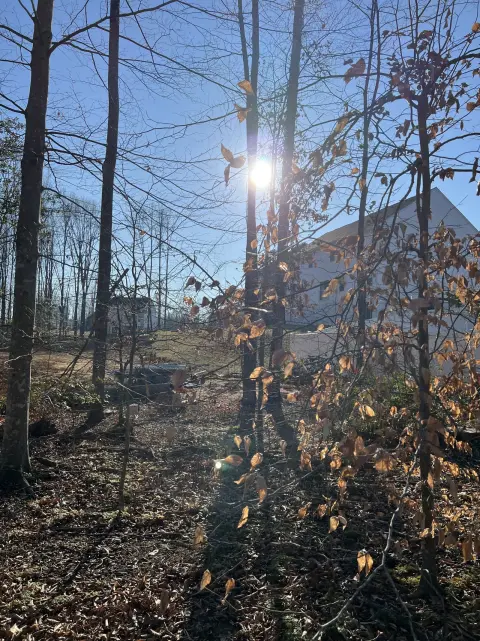 The Trees brush clearing - Before photo 5 of 17