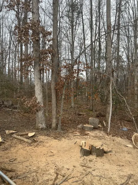 The Trees brush clearing - Before photo 7 of 17