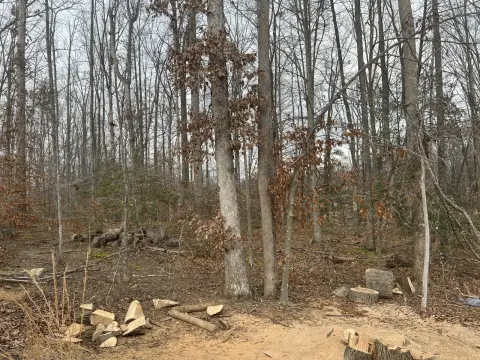 The Trees brush clearing - Before photo 9 of 17