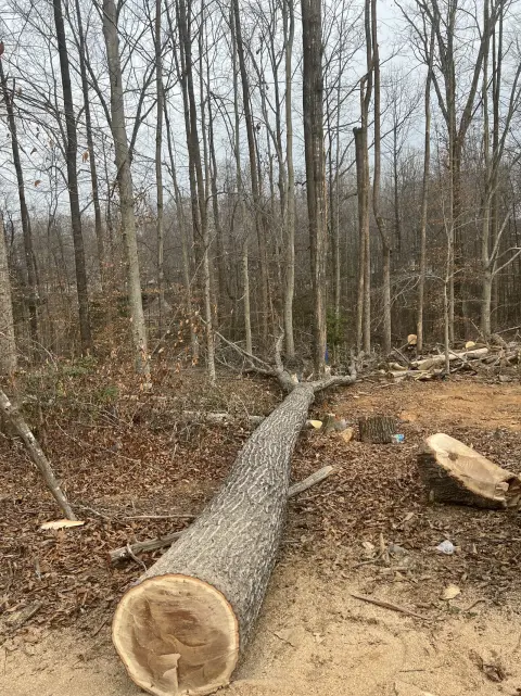 The Trees brush clearing - Before photo 10 of 17