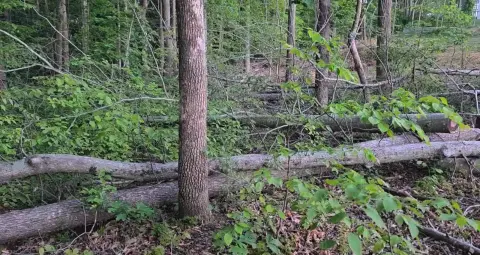 The Trees brush clearing - Before photo 11 of 17