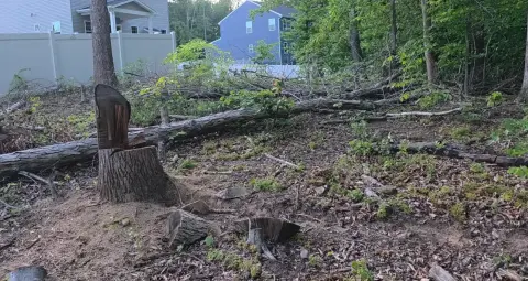 The Trees brush clearing - Before photo 13 of 17
