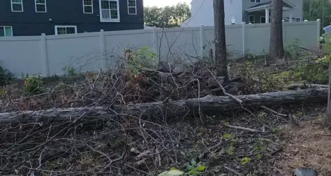The Trees brush clearing - Before photo 14 of 17
