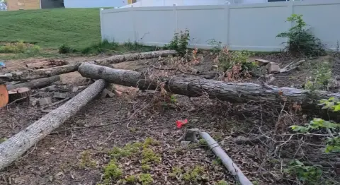 The Trees brush clearing - Before photo 15 of 17