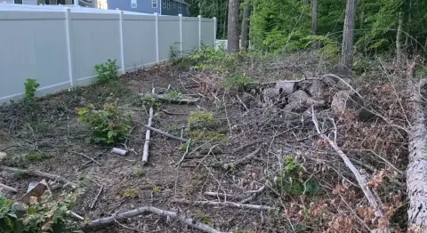 The Trees brush clearing - Before photo 16 of 17