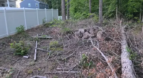 The Trees brush clearing - Before photo 17 of 17