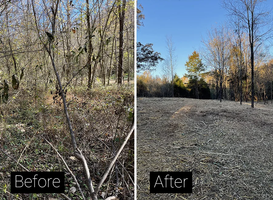 Before and after brush clearing